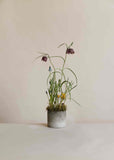 PRE-ORDER: Mother's Day Planter with Spring Bulbs