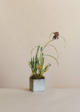 PRE-ORDER: Mother's Day Planter with Spring Bulbs