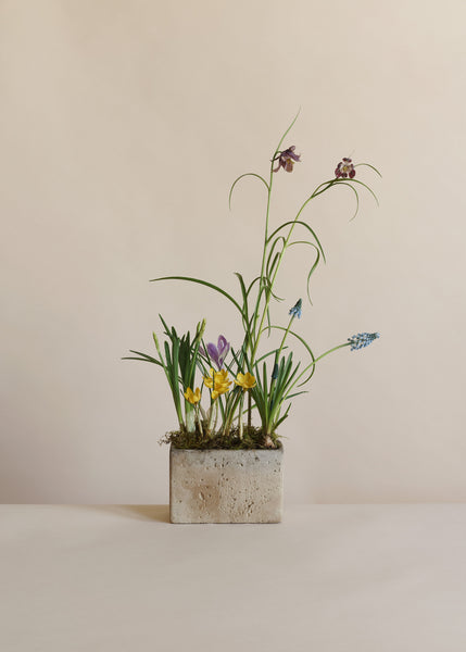 PRE-ORDER: Mother's Day Planter with Spring Bulbs