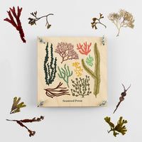 Seaweed Press by Studio Wald