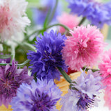 Polka Dot Mix Cornflower Seeds