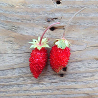 Alpine Strawberry Baron von Solemacher Seeds