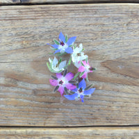 Blue and White Flowered Mix Borage Seeds