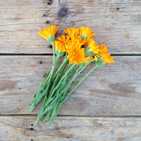 Erfurter Orangefarbige Calendula Seeds