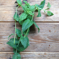 Moroccan Spearmint Seeds